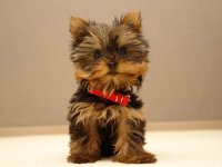 lovely-yorkshire-terrier-photo.jpg