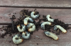 worms.png