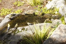 Water-Garden-McCormac-1024x683.jpg