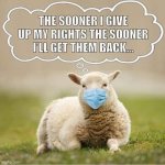 Sheep wear masks.jpg