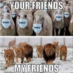 SHEEP PANIC.jpg