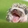 hedgehog_IHB