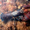 Buttery-Lobster